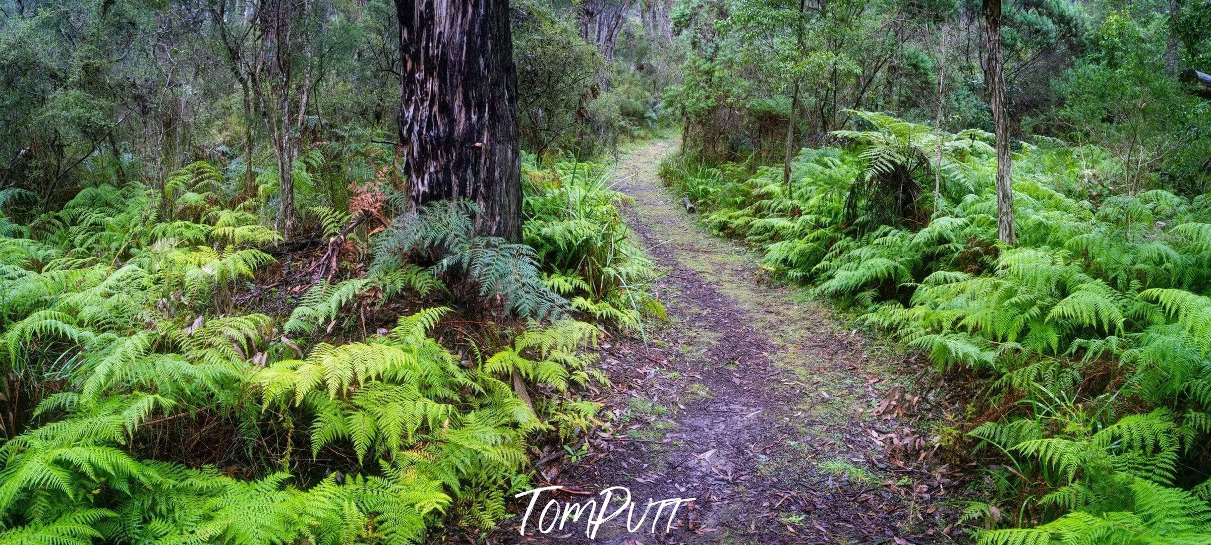 Free pathway between the trees and plants in a forest, Fern Pathway, Main Ridge - Mornington Peninsula VIC