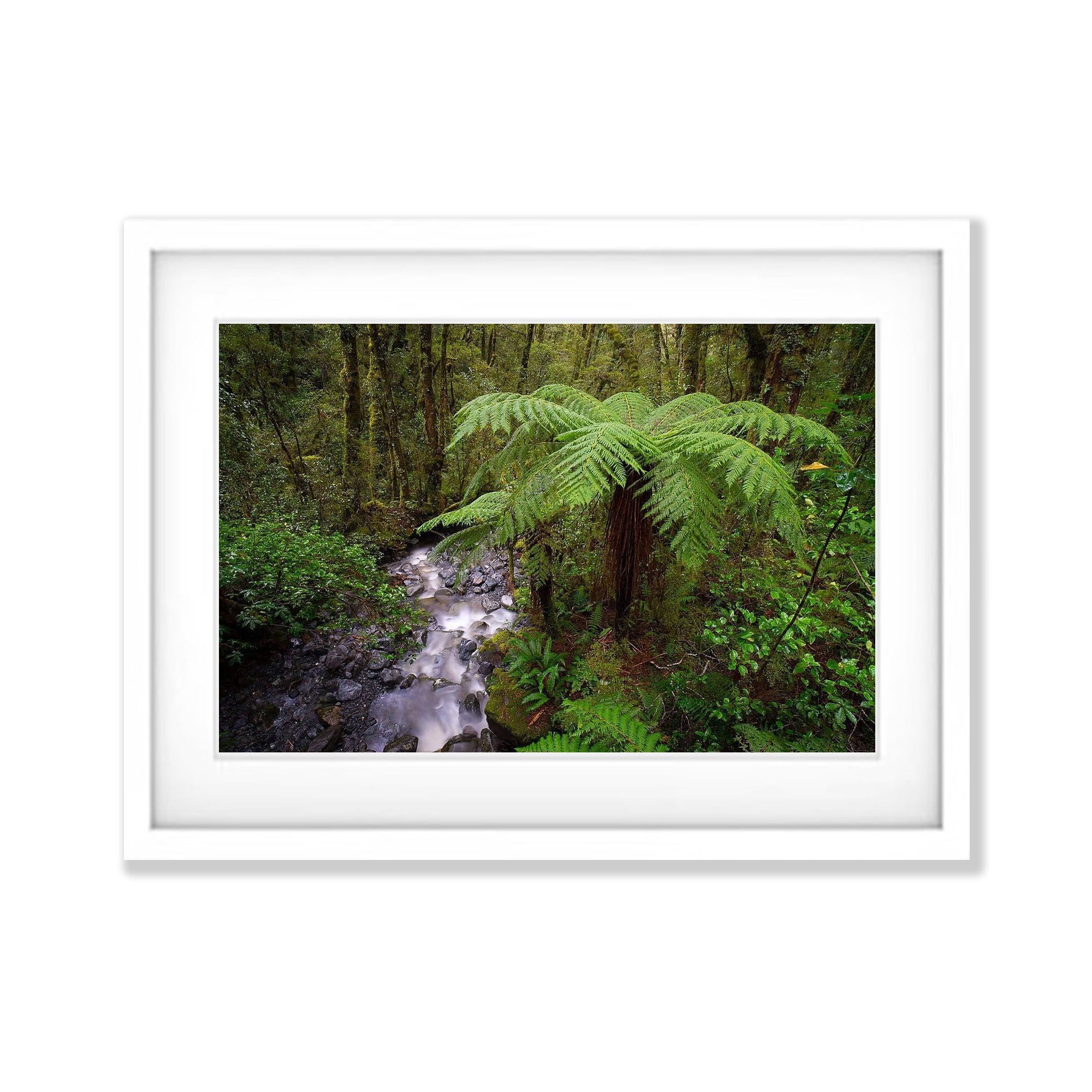 Fern Tree, Fiordland, New Zealand