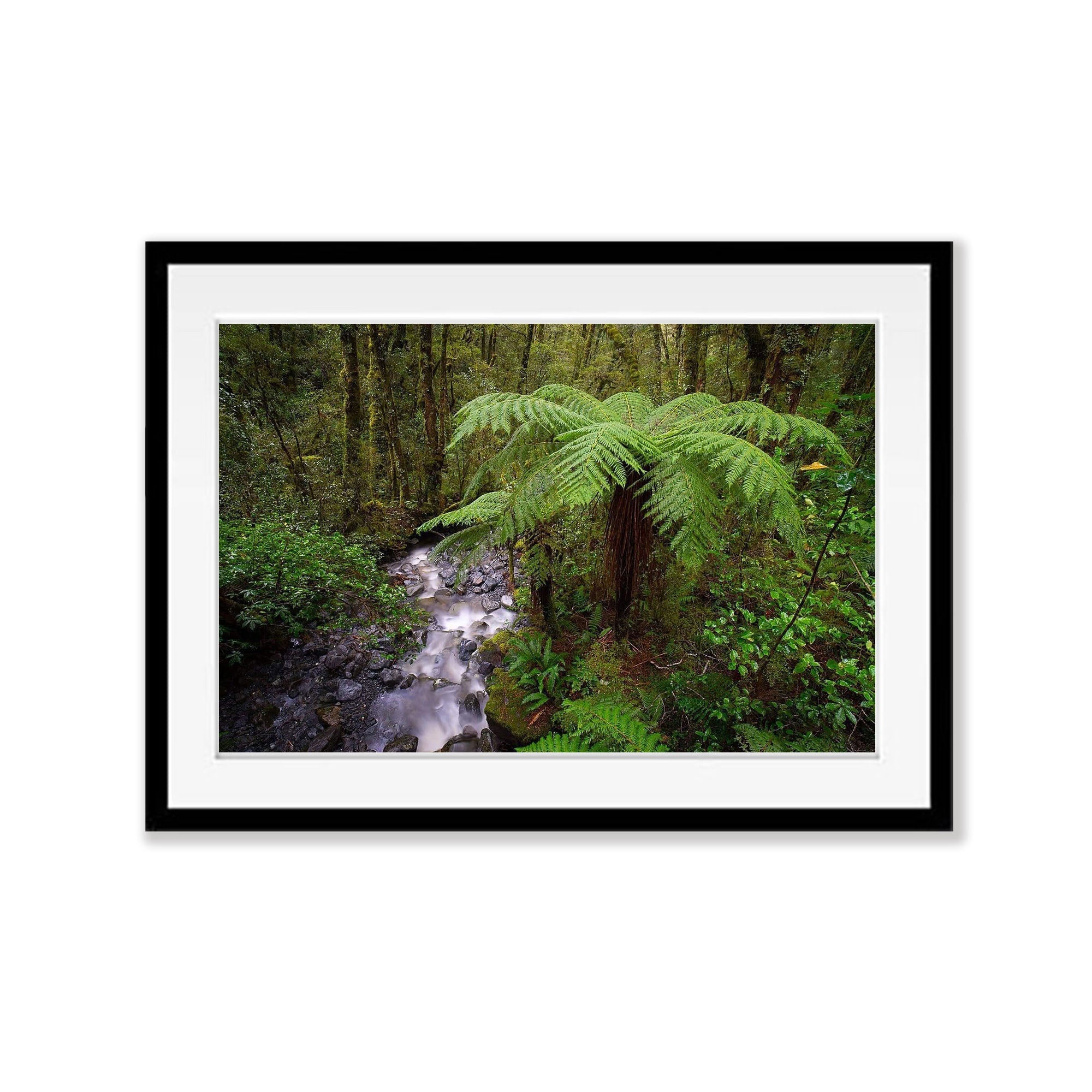 Fern Tree, Fiordland, New Zealand