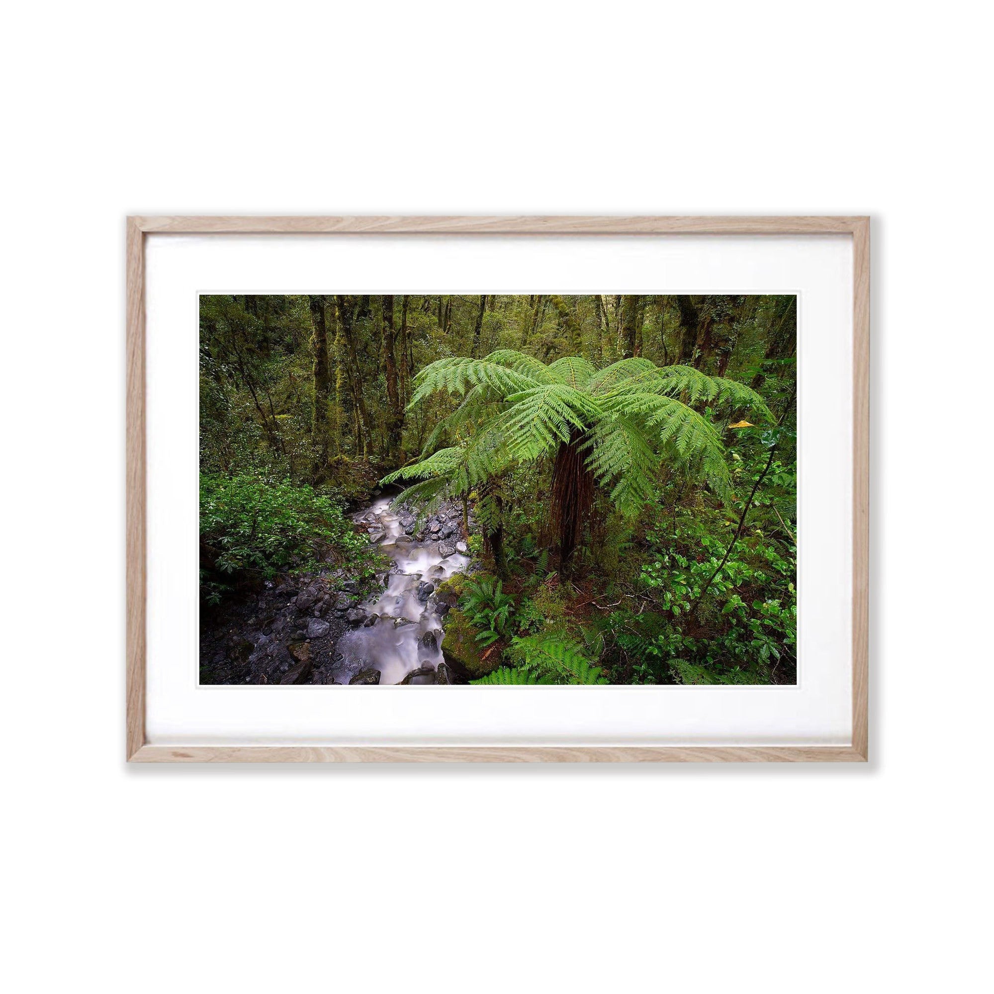 Fern Tree, Fiordland, New Zealand