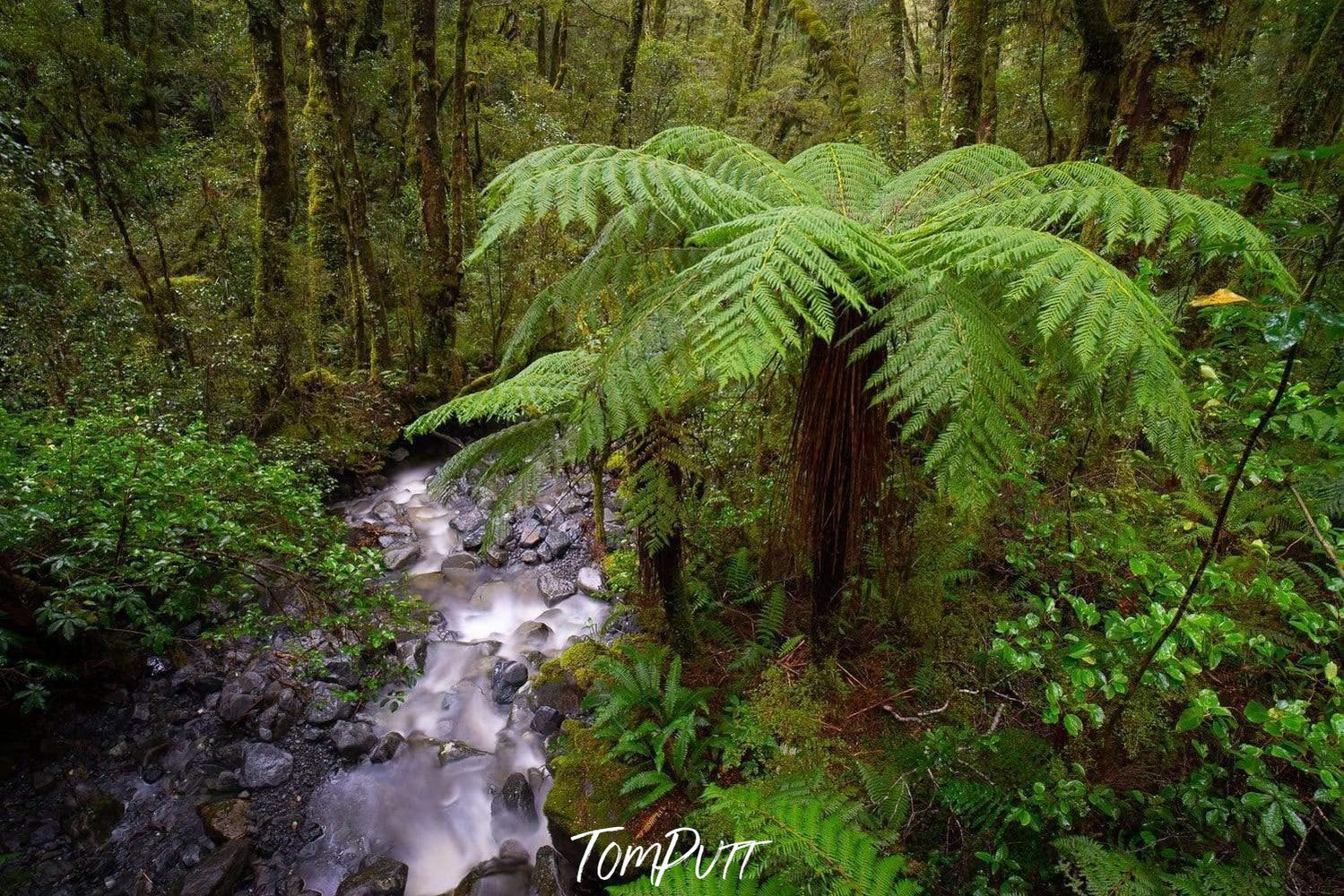 A thick forest with a little watercourse, Fern Tree New Zealand Art