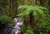 A thick forest with a little watercourse, Fern Tree New Zealand Art