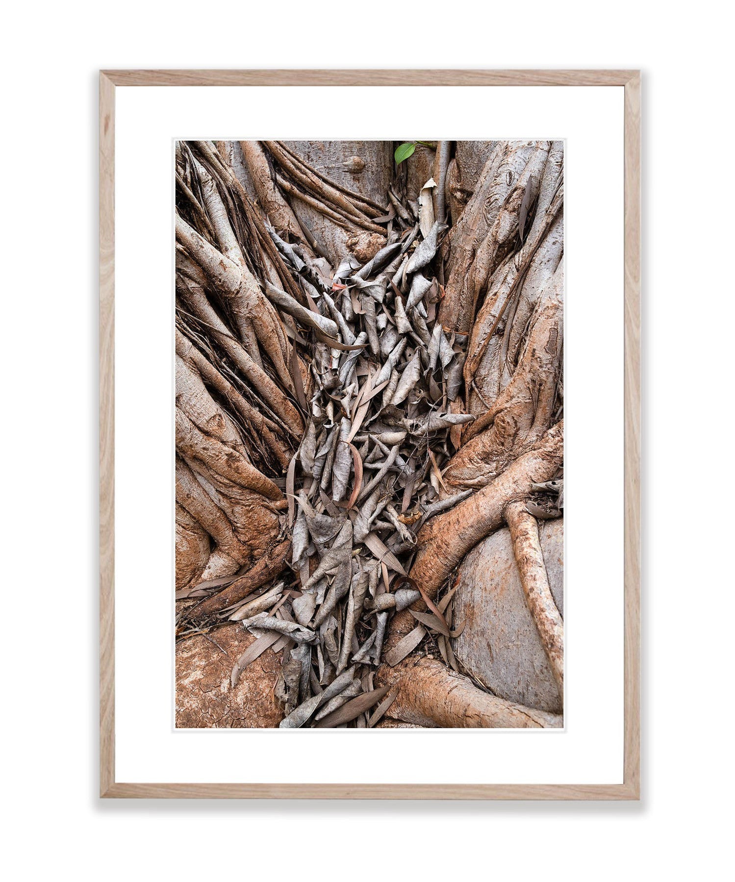 Fig Leaves, Karijini, The Pilbara