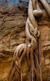 Fig Tree Roots, Karijini, The Pilbara