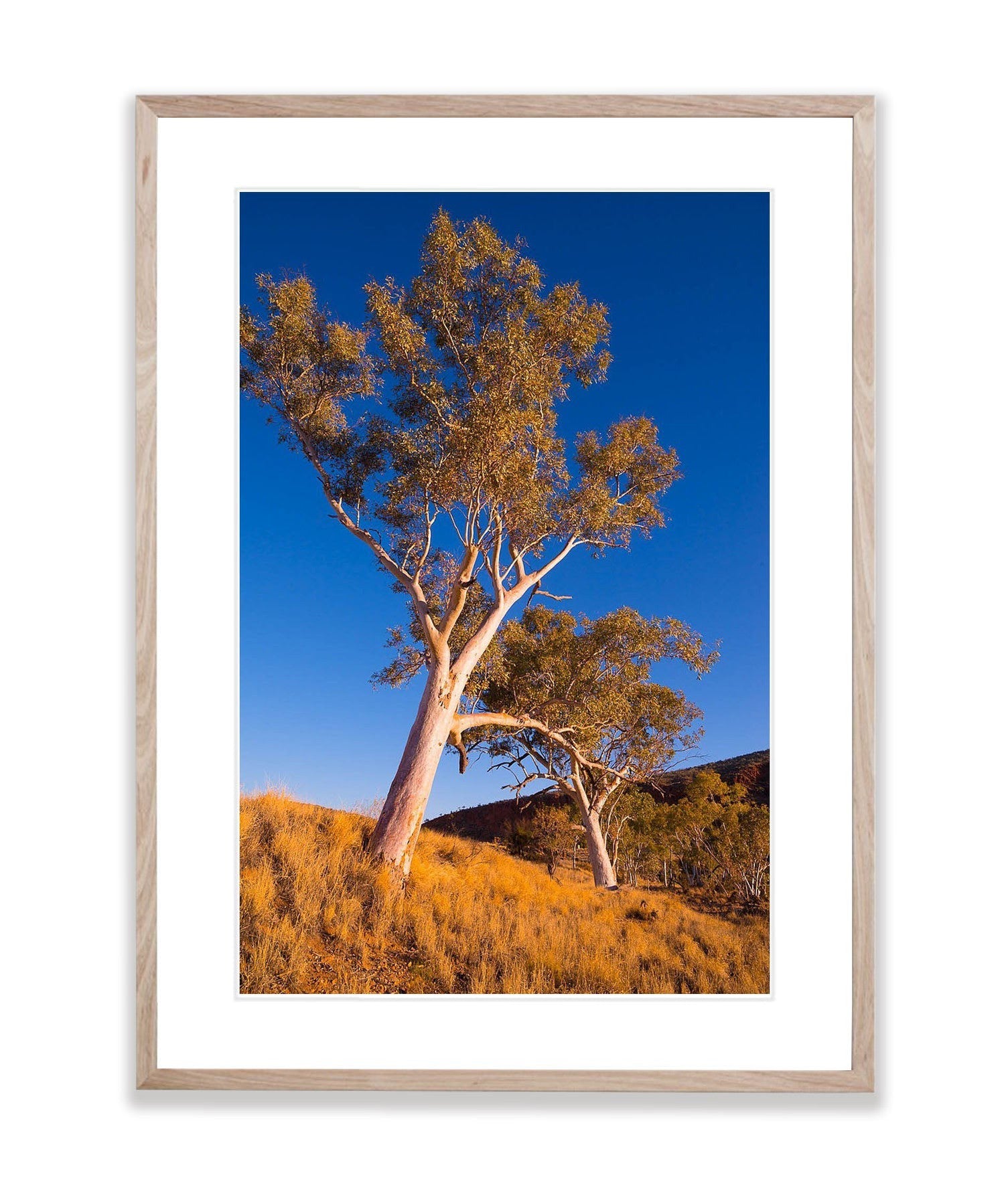 Finke River Red Gums, West MacDonnell Ranges - Northern Territory