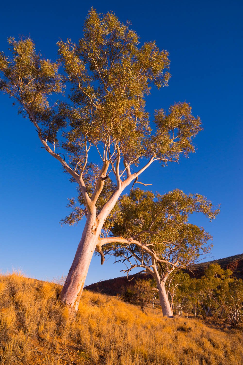 Two long trees, and a lot of bushes in the ground, Finke River Red Gums, West MacDonnell Ranges - Northern Territory