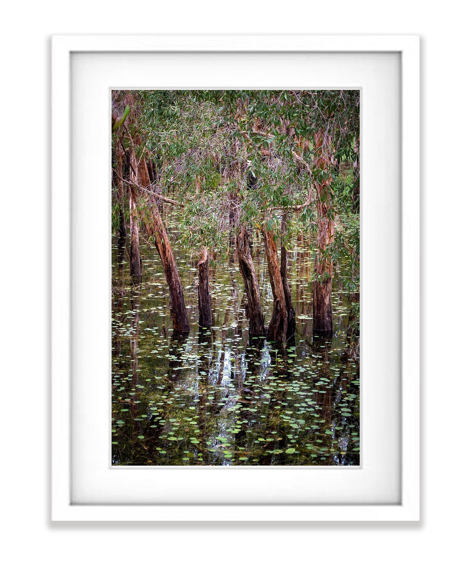 Flooded Paperbark Swamp, Arnhem Land, Northern Territory