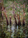 The washed stem of small trees underwater with some broken leaves in the water and a forest view in the background, Arnhem Land 23 - Northern Territory 