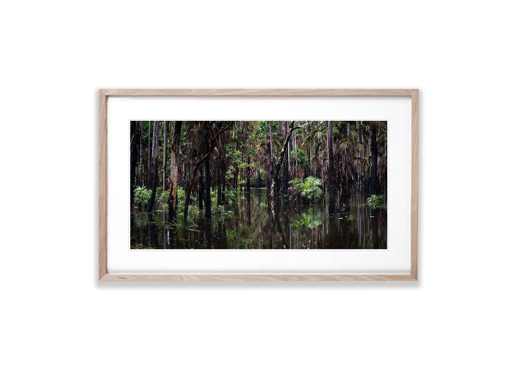 Flooded Swamp Forest, Arnhem Land, Northern Territory