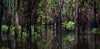 An after rain view of a forest with washed long-standing trees with their bottom under the water, Arnhem Land 8