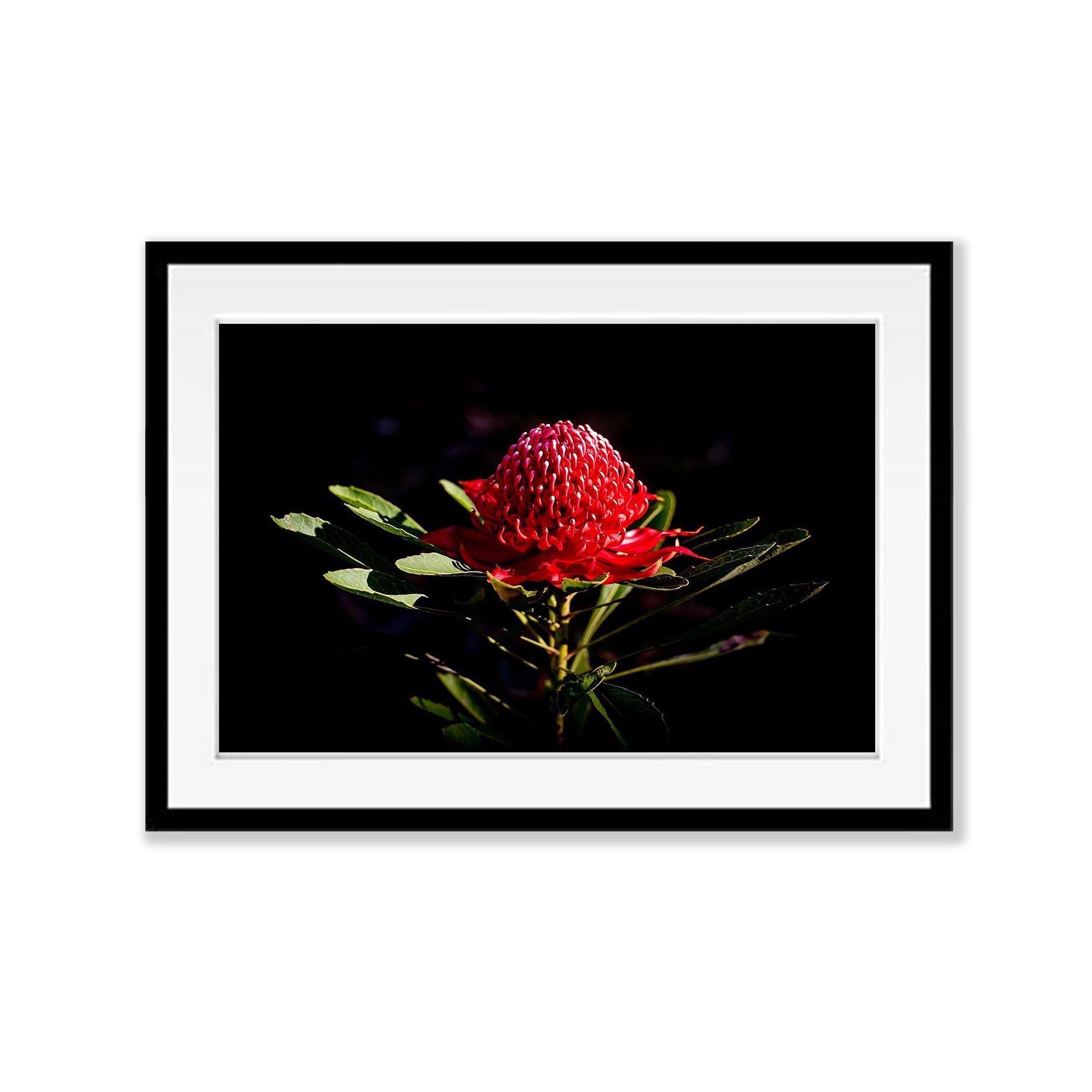 Flowering Waratah - Blue Mountains NSW