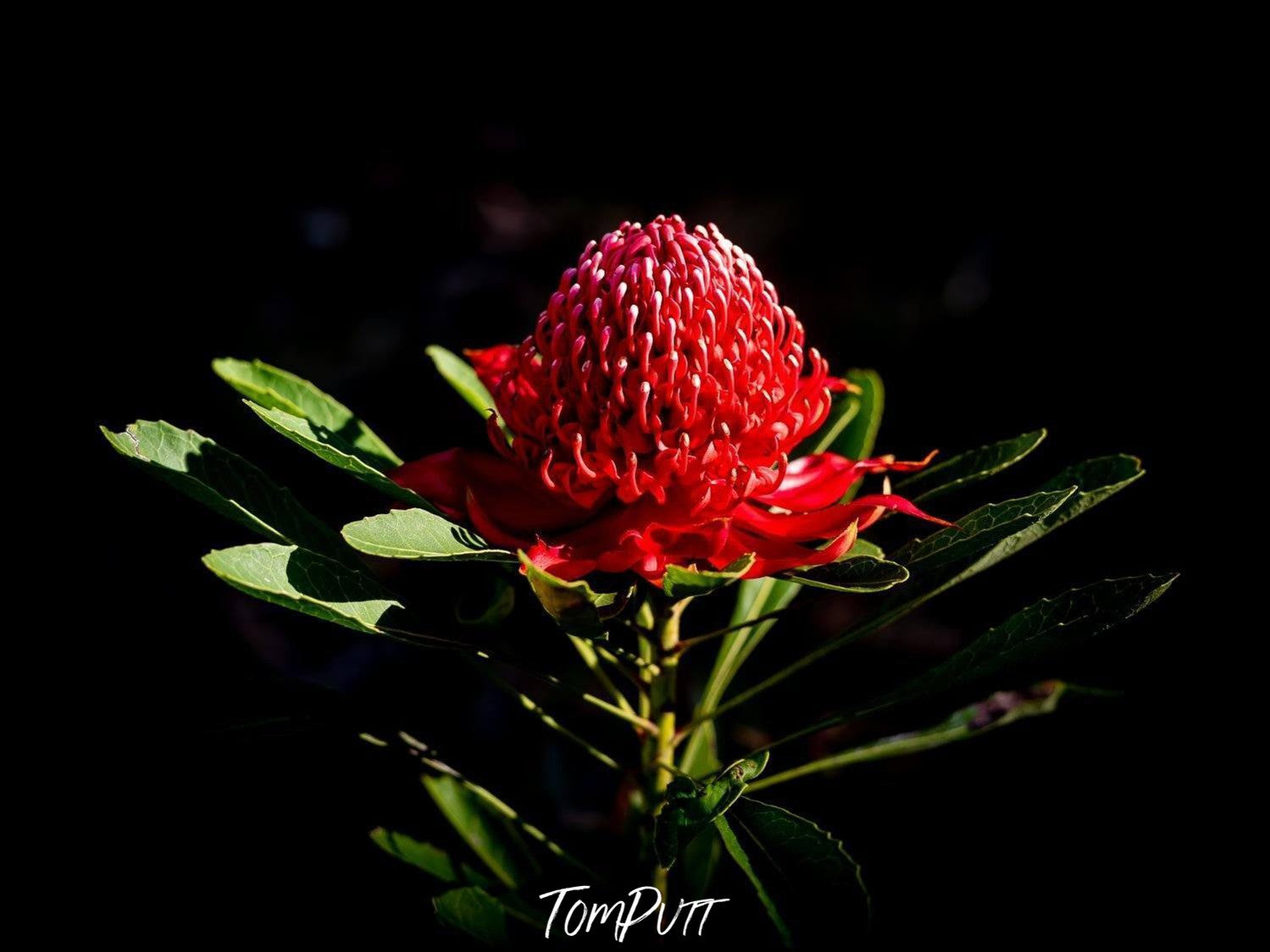 Strawberry flower with a static black background, Flowering Waratah - Blue Mountains NSW