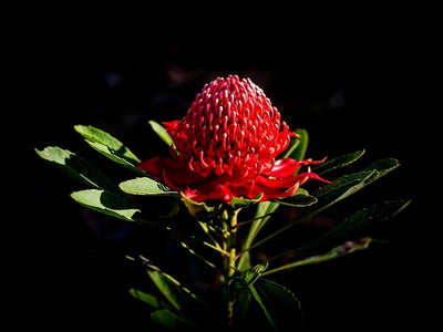 Strawberry flower with a static black background, Flowering Waratah - Blue Mountains NSW