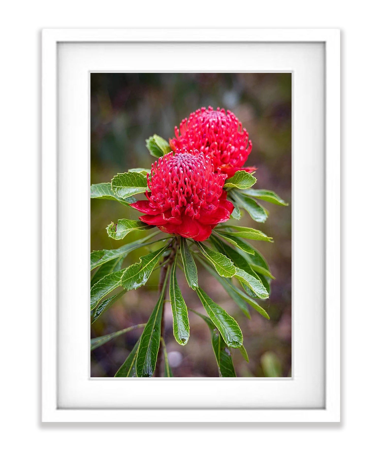 Flowering Waratah, Blue Mountains, New South Wales