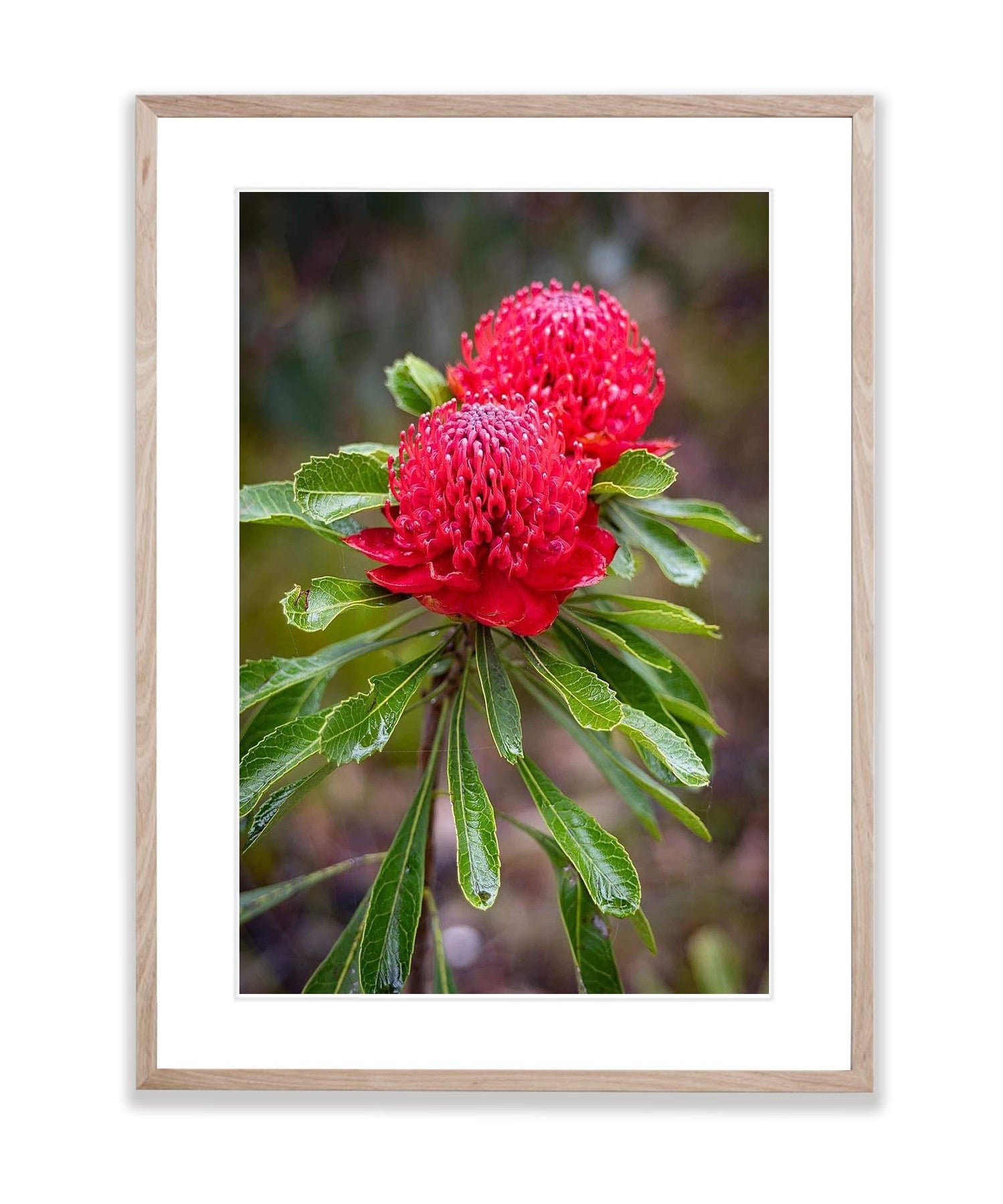 Flowering Waratah, Blue Mountains, New South Wales