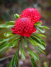 A close-up view of waratah flower of pink color with green leaf, Waratah Blue Mountains NSW Art 