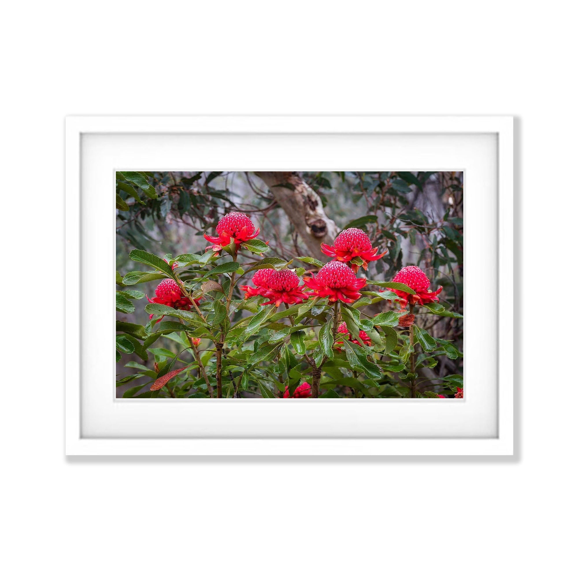 Flowering Waratahs - Blue Mountains NSW