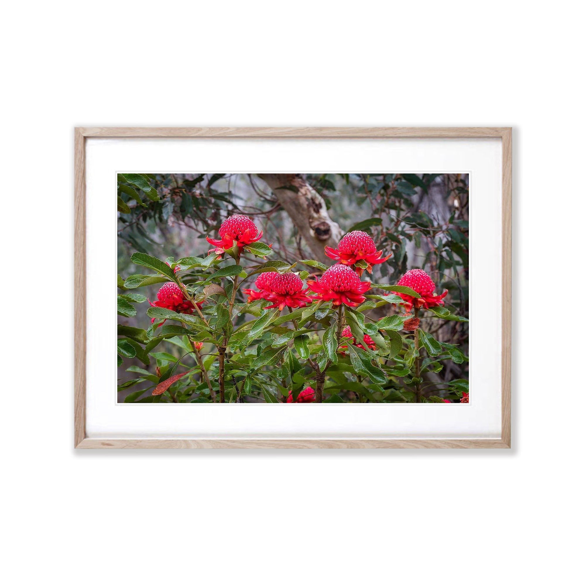 Flowering Waratahs - Blue Mountains NSW