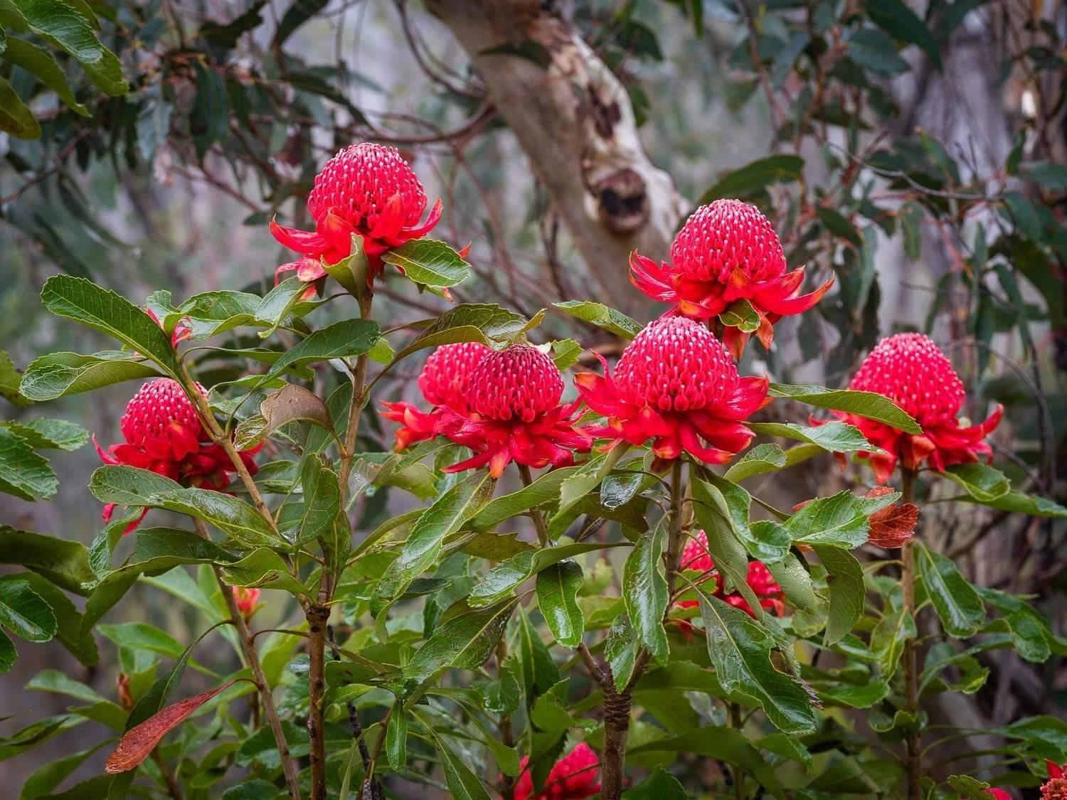 A group of strawberry flowers in a forest area, Flowering Waratahs - Blue Mountains NSW