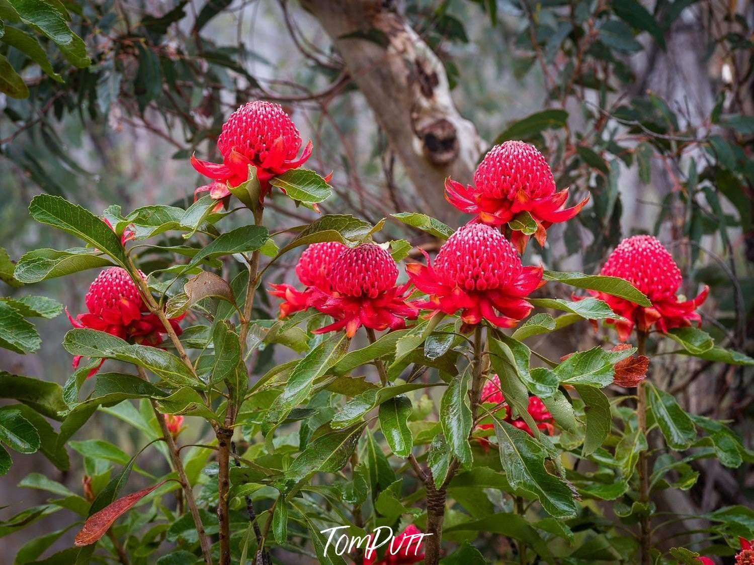 A group of strawberry flowers in a forest area, Flowering Waratahs - Blue Mountains NSW