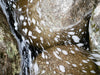Clean water with small bubbles standing over some rounded rocks, Foam on water, Babinda Boulders, Far North Queensland