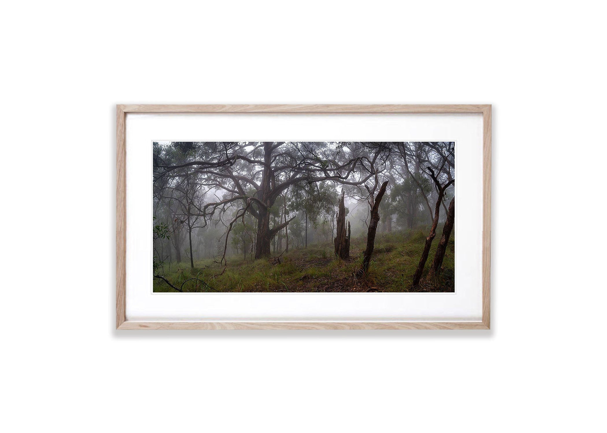 Fog in the forest, Arthurs Seat - Mornington Peninsula, VIC