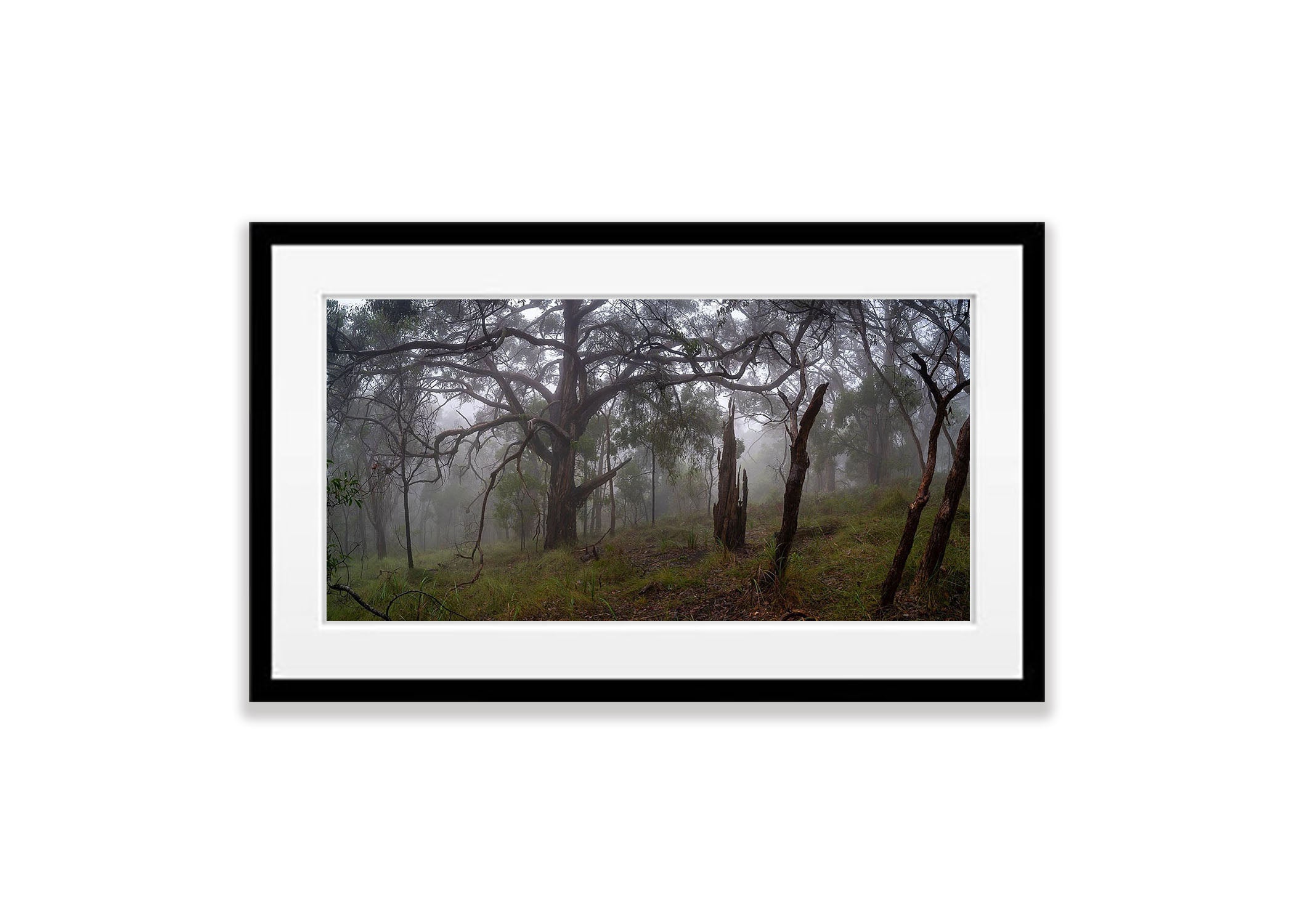 Fog in the forest, Arthurs Seat - Mornington Peninsula, VIC
