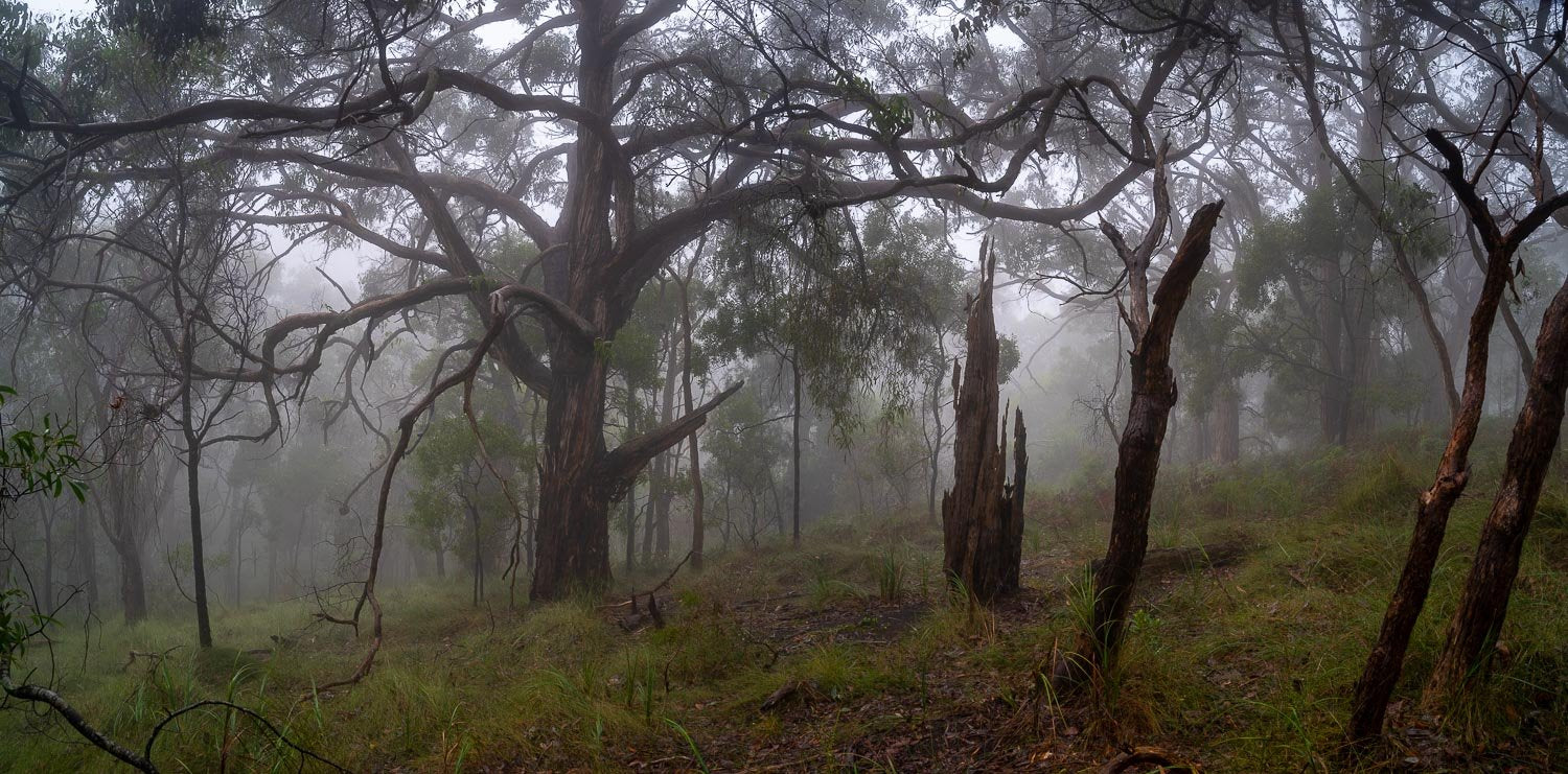 A foggy forest view with many trees and grass on the ground, Fog in the forest, Arthurs Seat - Mornington Peninsula, VIC