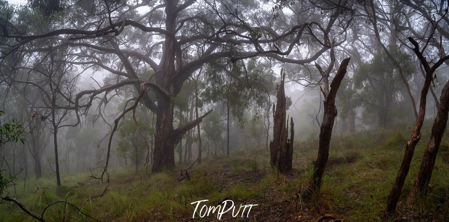 A foggy forest view with many trees and grass on the ground, Fog in the forest, Arthurs Seat - Mornington Peninsula, VIC