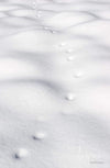 Clean footprints on a snow land, Footprints - Victorian High Country