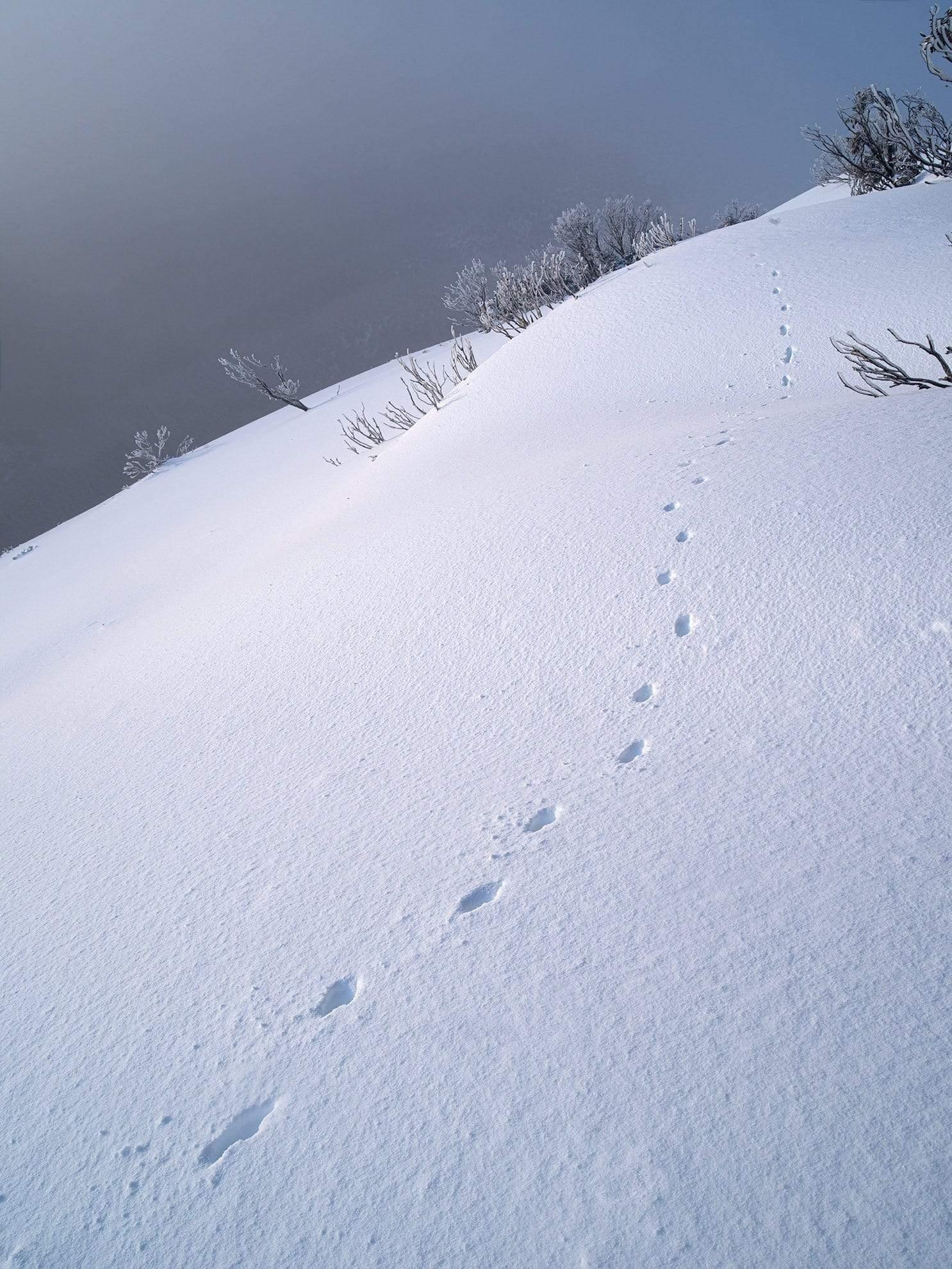 Footprints on a snow-covered land, Taking a Stroll - Victorian High Country