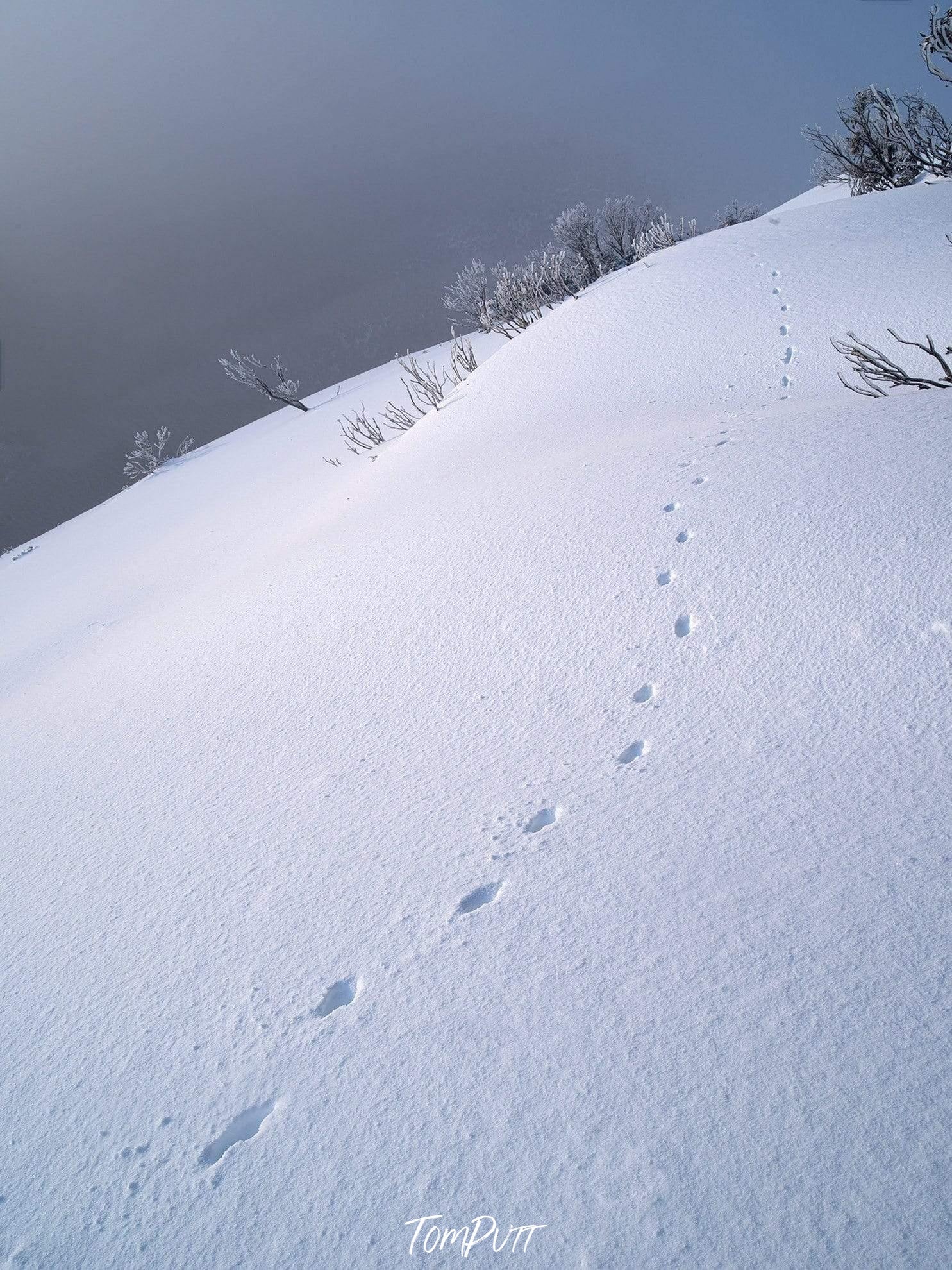 Footprints on a snow-covered land, Taking a Stroll - Victorian High Country