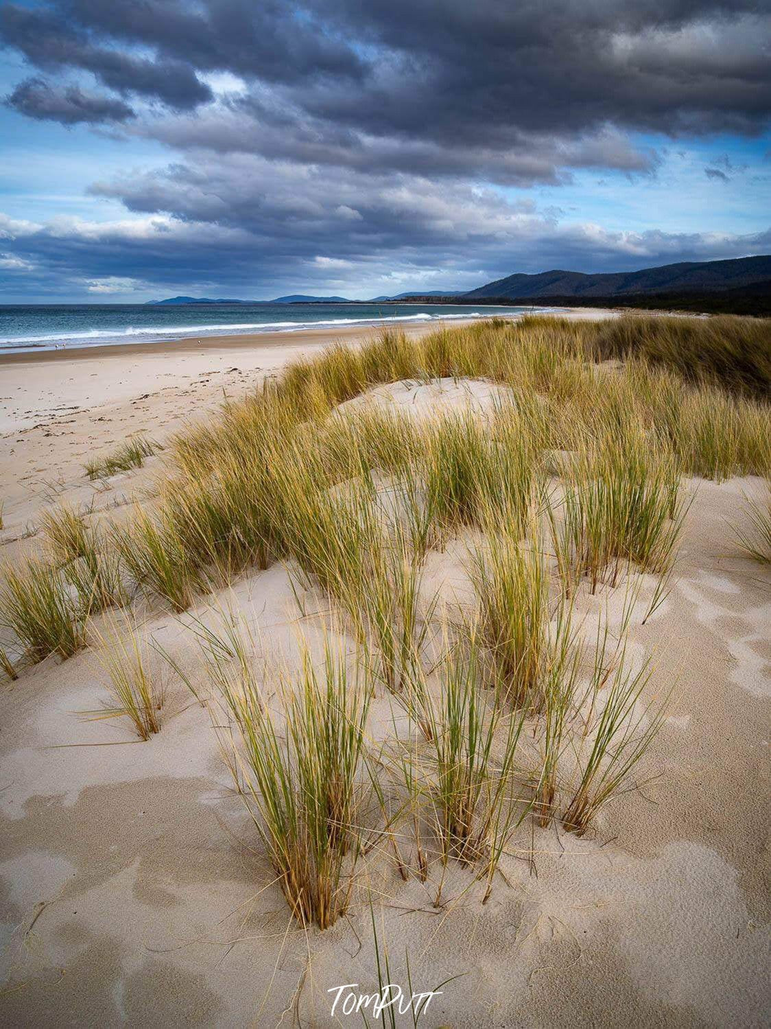 Series of green bushes on a snow-covered area, Foredune Grasses, Bay of Fires