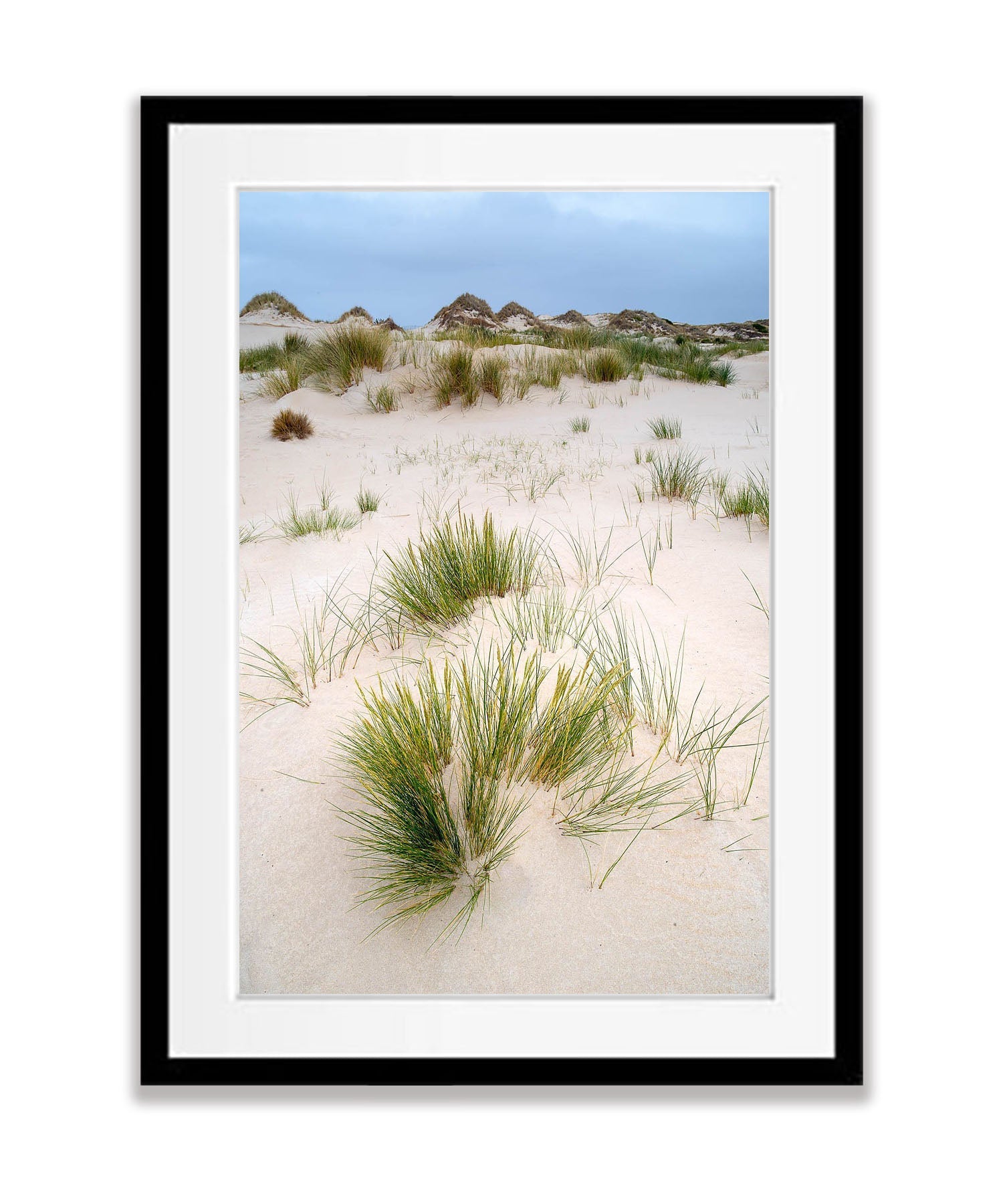 Foredune grass at the Bay of Fires, Tasmania