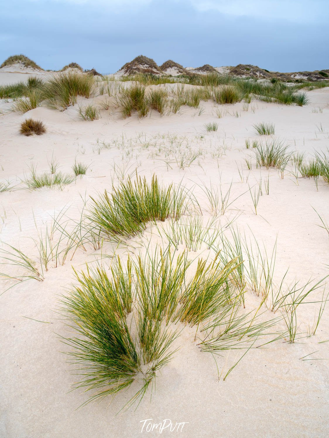 Series of green bushes on a snow-covered area, Foredune grass at the Bay of Fires, Tasmania