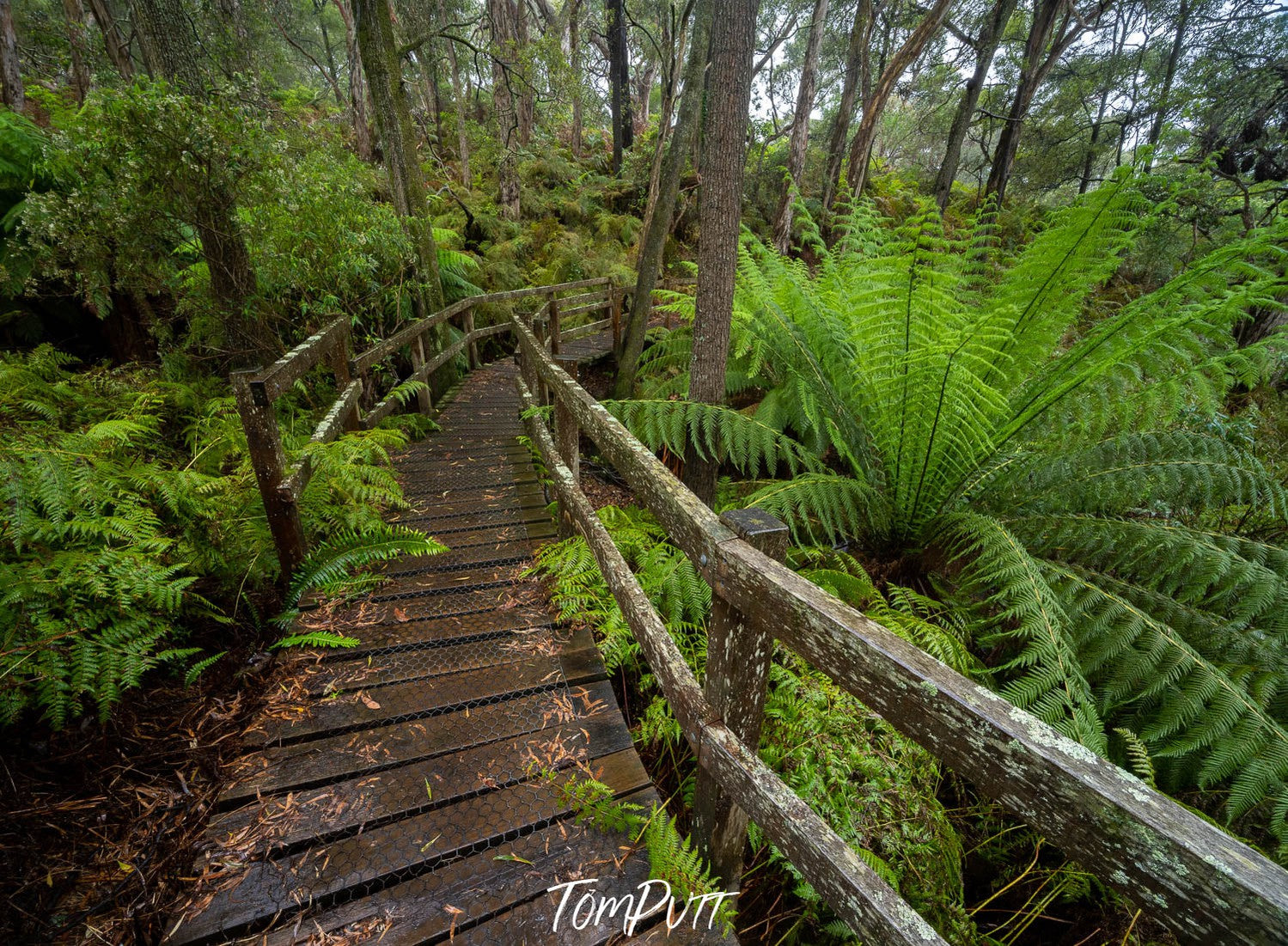 Forest Bridge, Green's Bush, Mornington Peninsula