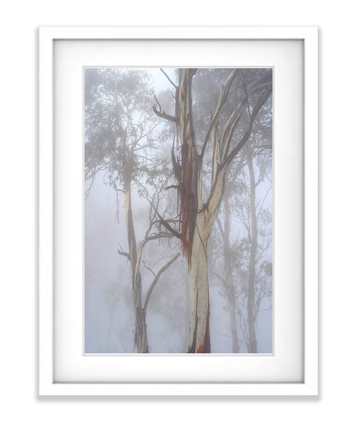 Forest Fog - Mt Hotham VIC
