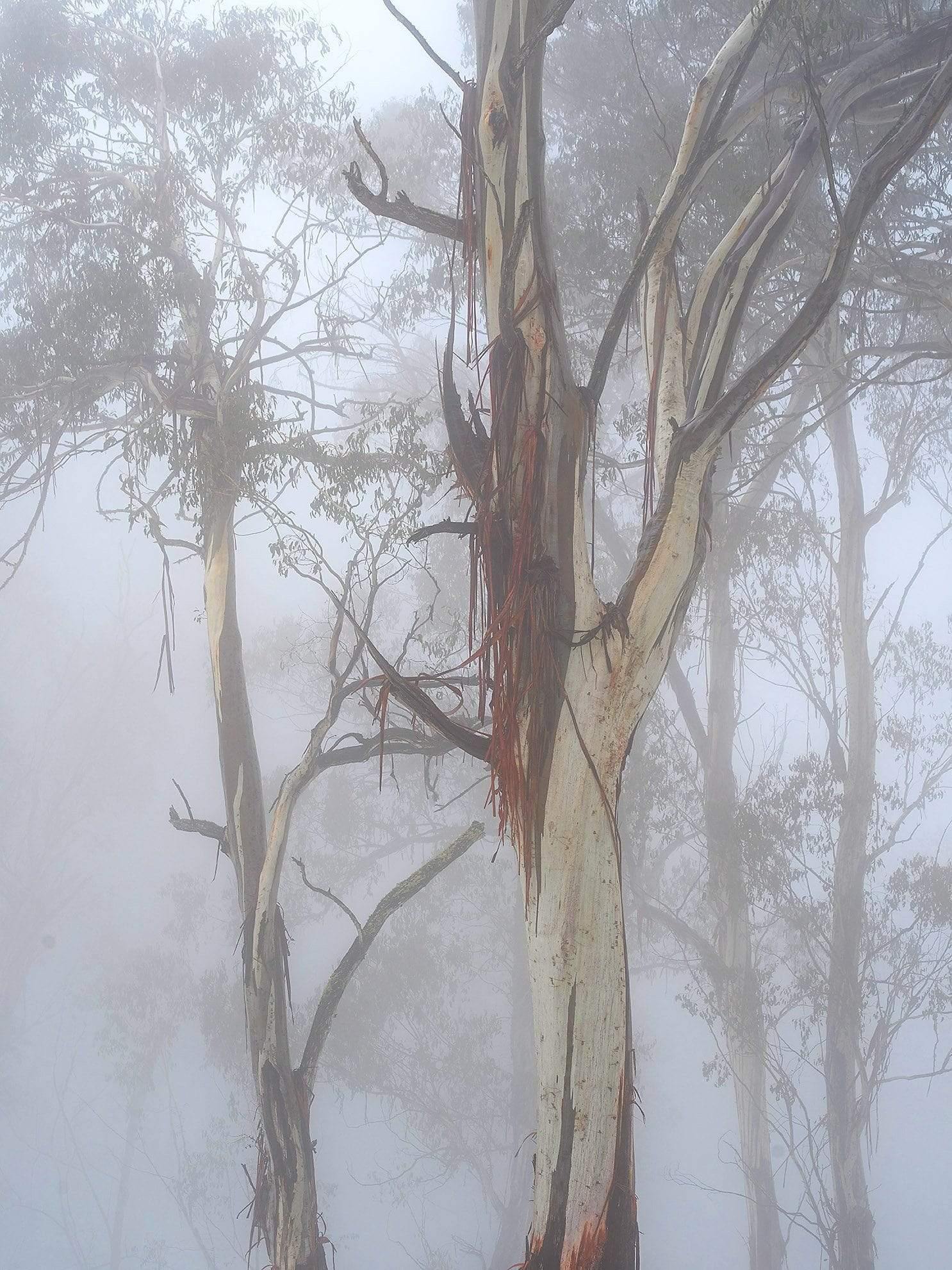 Heavy fog in the desert, two long trees in the background, Series of green bushes on a snow-covered area, Foredune Grasses, Bay of Fires