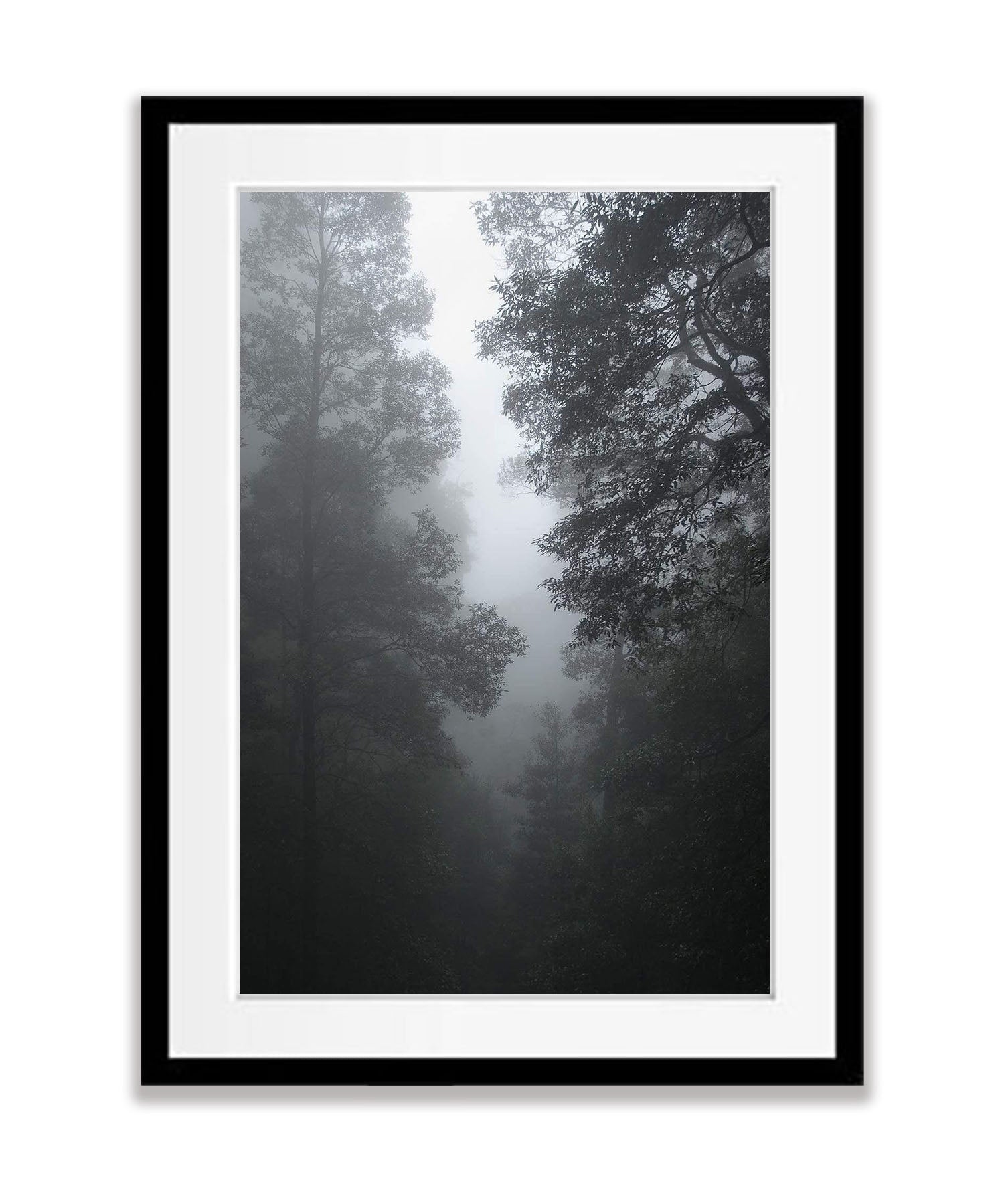 Forest Mist - Blue Mountains NSW