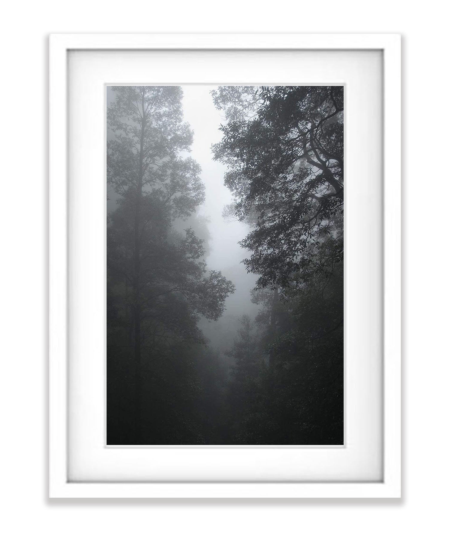 Forest Mist - Blue Mountains NSW