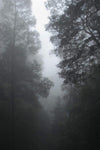 A smoky effect on a forest, covered with long trees from both sides, Forest Mist - Blue Mountains NSW