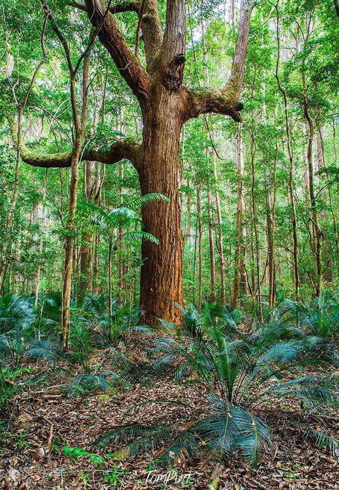 A long thick tree in the forest with many long trees in the background, Fraser's Greenery - Fraser Island QLD