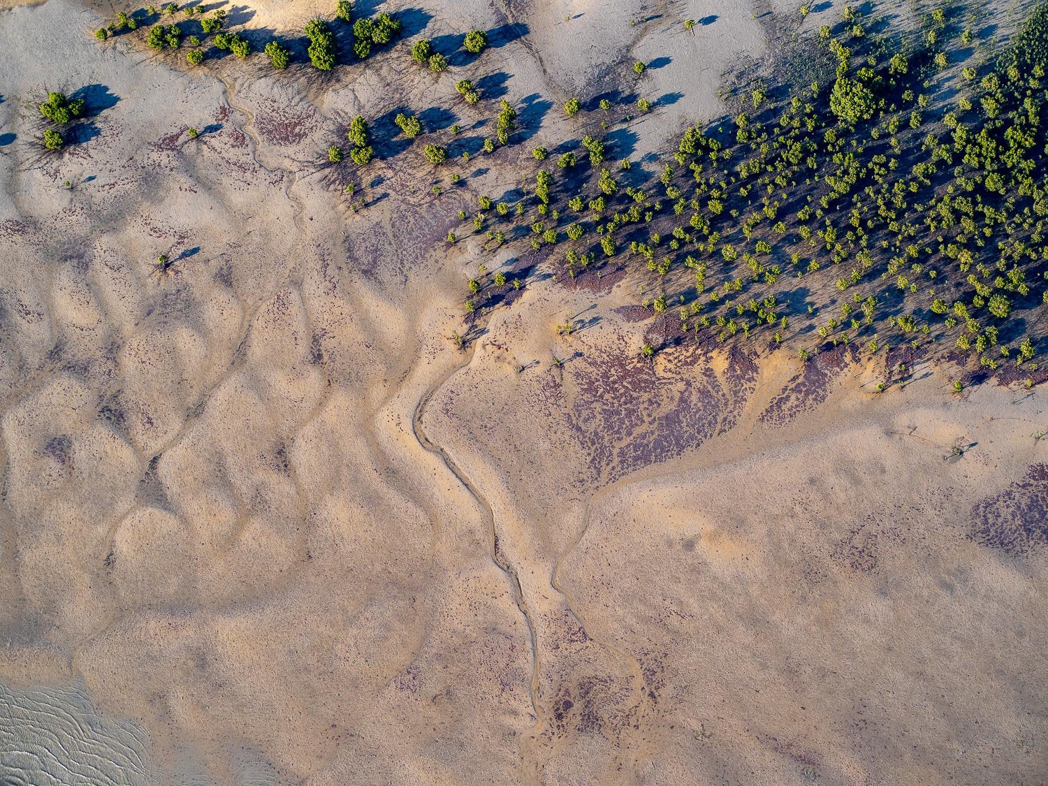 A large sand area with thick green plants at the top, French Island Aerial #3 - Western Port Bay