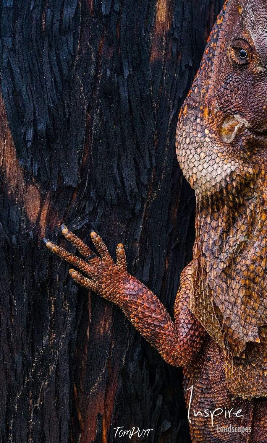 A giant frill necked lizard artwork climbing on the wall, Frill Necked Lizard