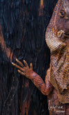 A giant frill necked lizard artwork climbing on the wall, Frill Necked Lizard
