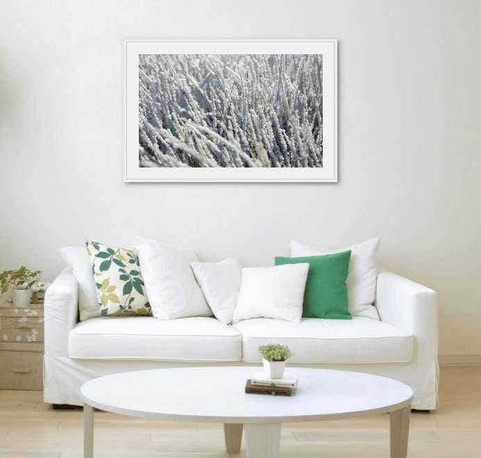 Frozen Buttongrass-Tom-Putt-Landscape-Prints