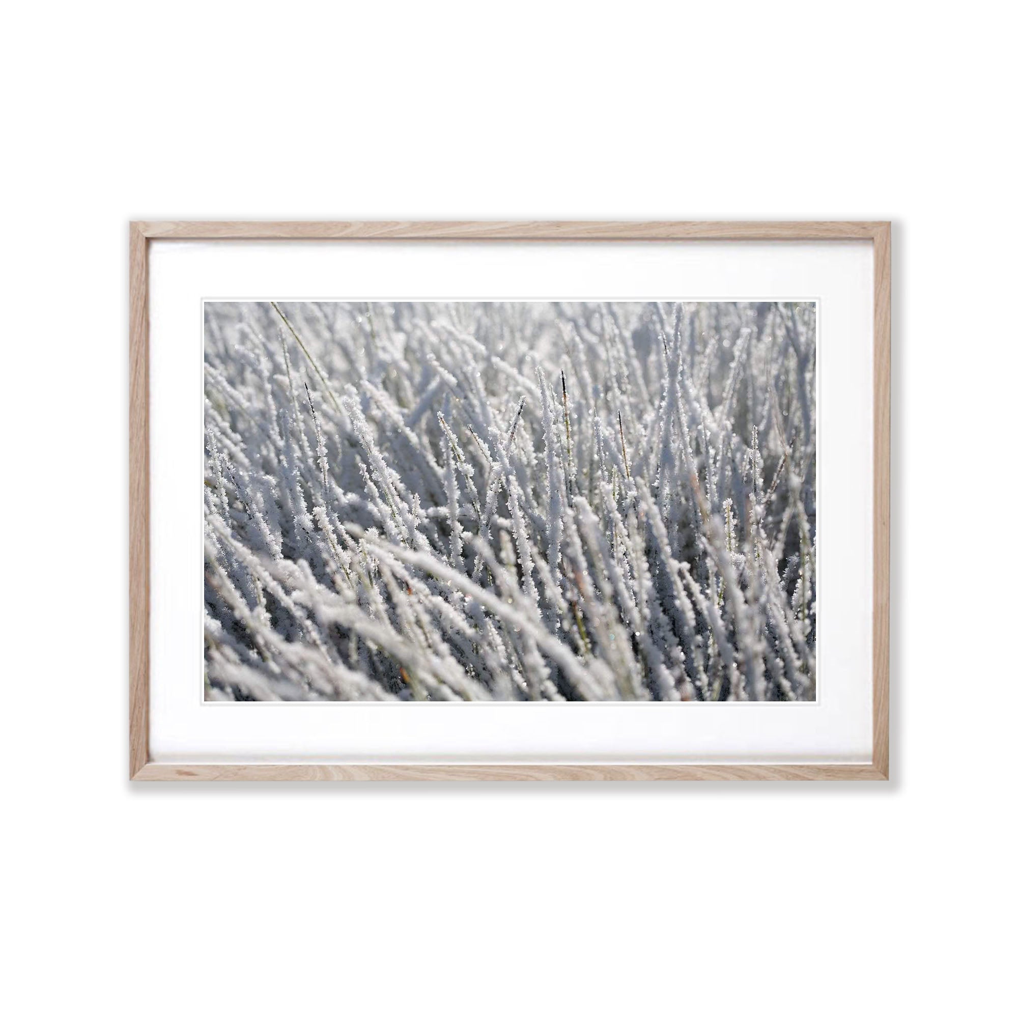 Frozen Buttongrass - Cradle Mountain TAS
