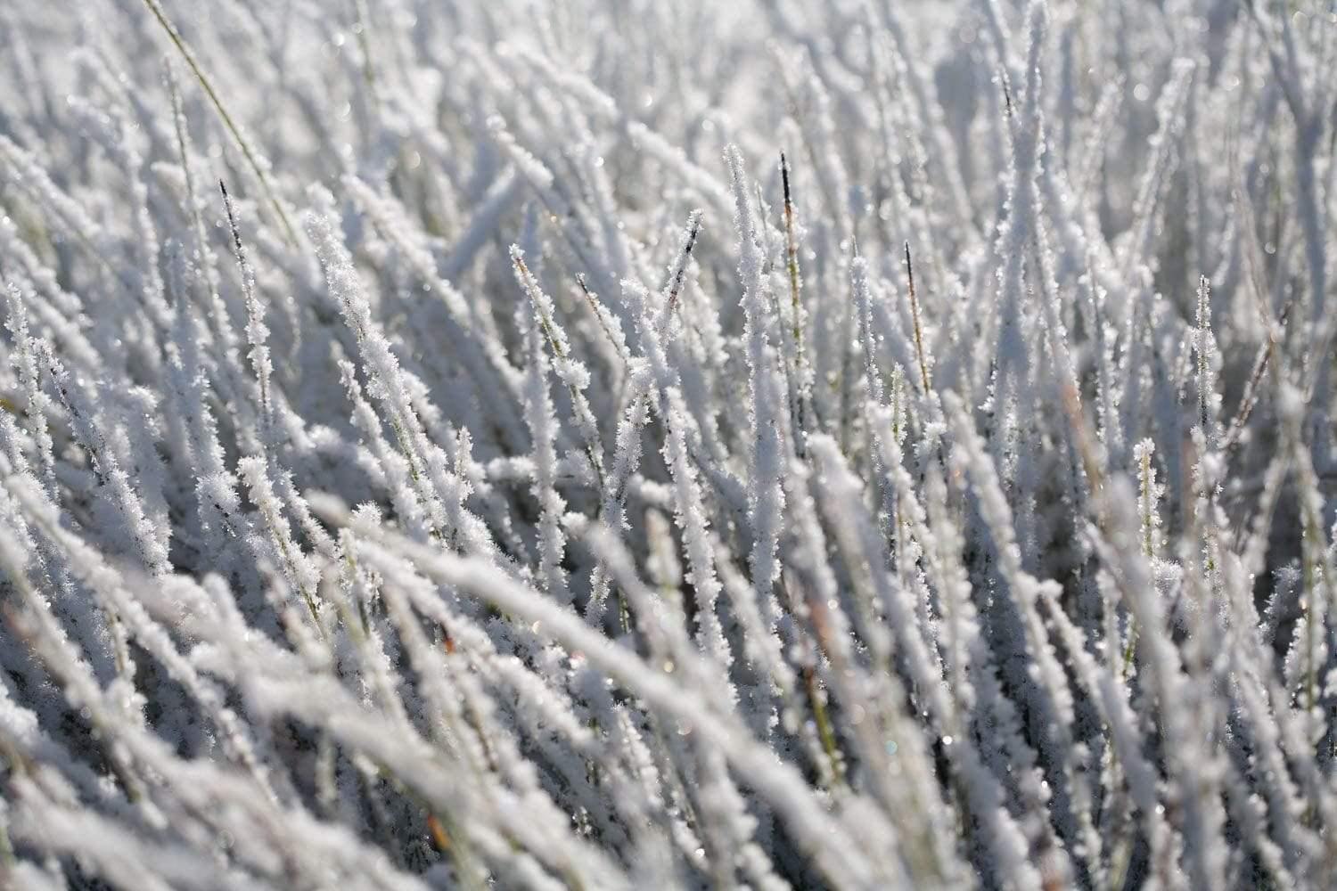 A large group of Frozen Buttongrass, Frozen Buttongrass - Cradle Mountain TAS