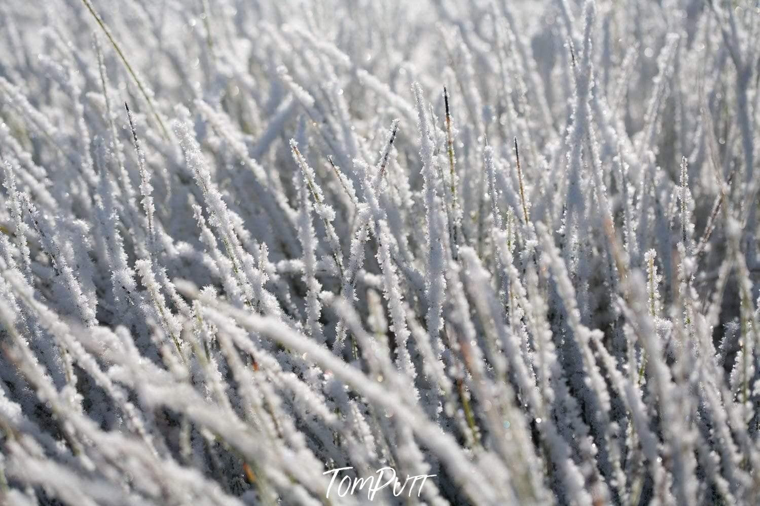 A large group of Frozen Buttongrass, Frozen Buttongrass - Cradle Mountain TAS