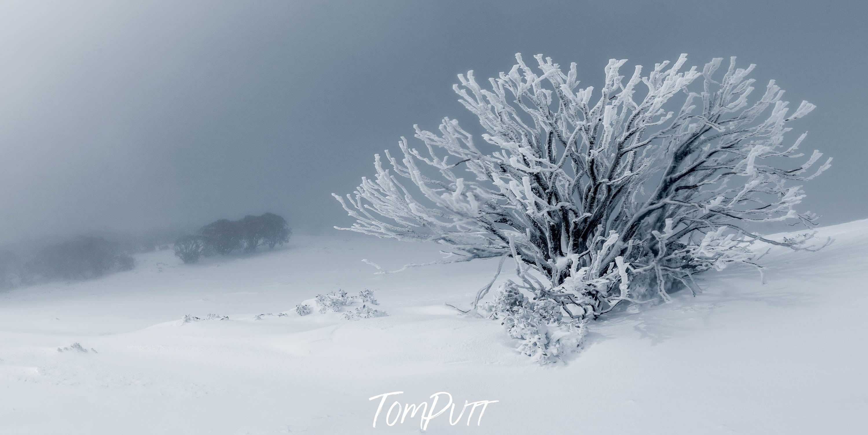 Frozen Snow Gum, Mount Stirling